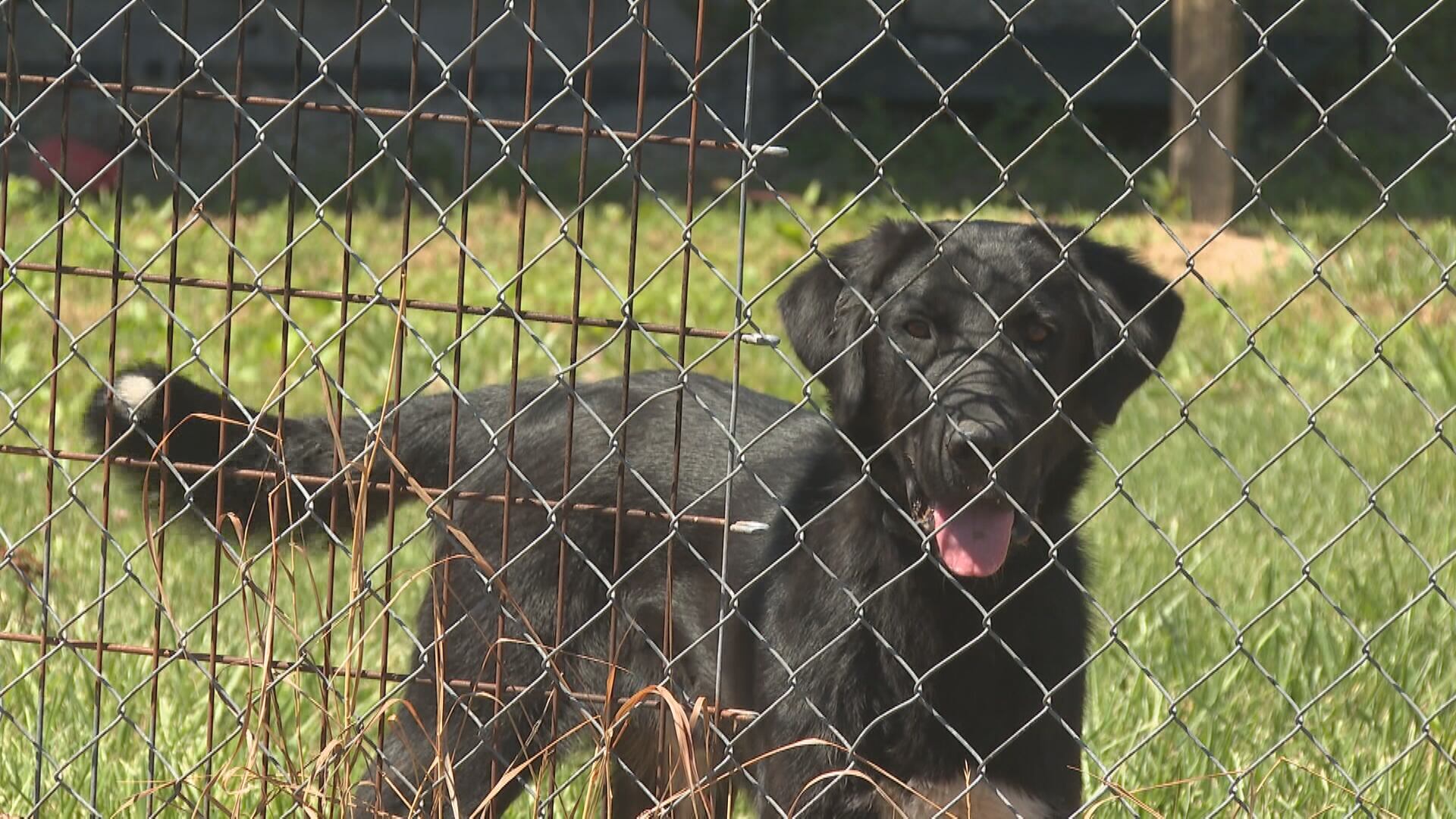 Expert shares how to keep your pets cool in summer heat