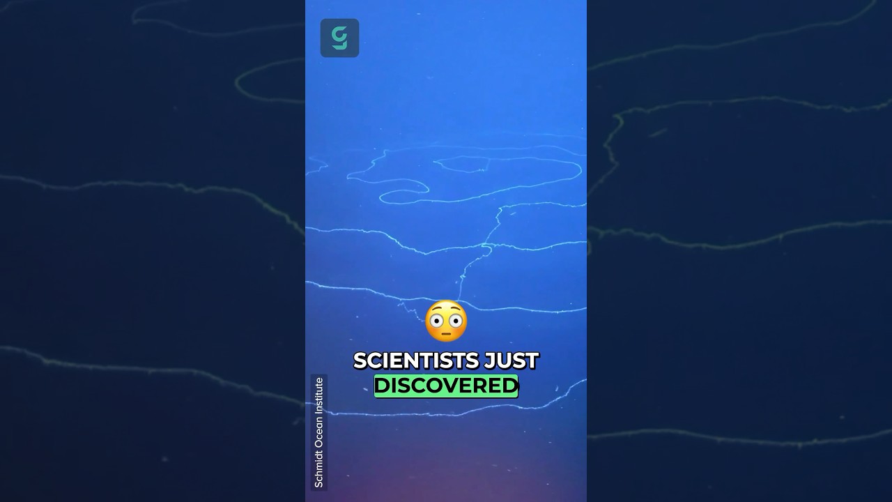 More Than 100 New Species Discovered