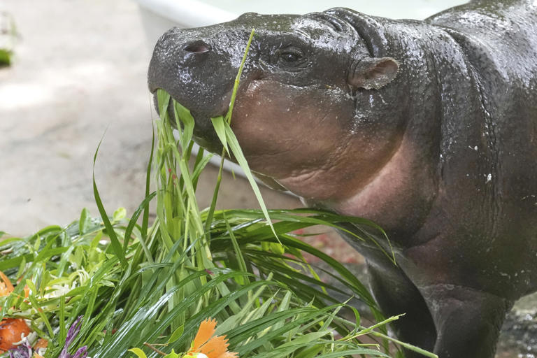 Watch as Moo Deng, Thailand's Viral Pygmy Baby Hippo, Celebrates Her First