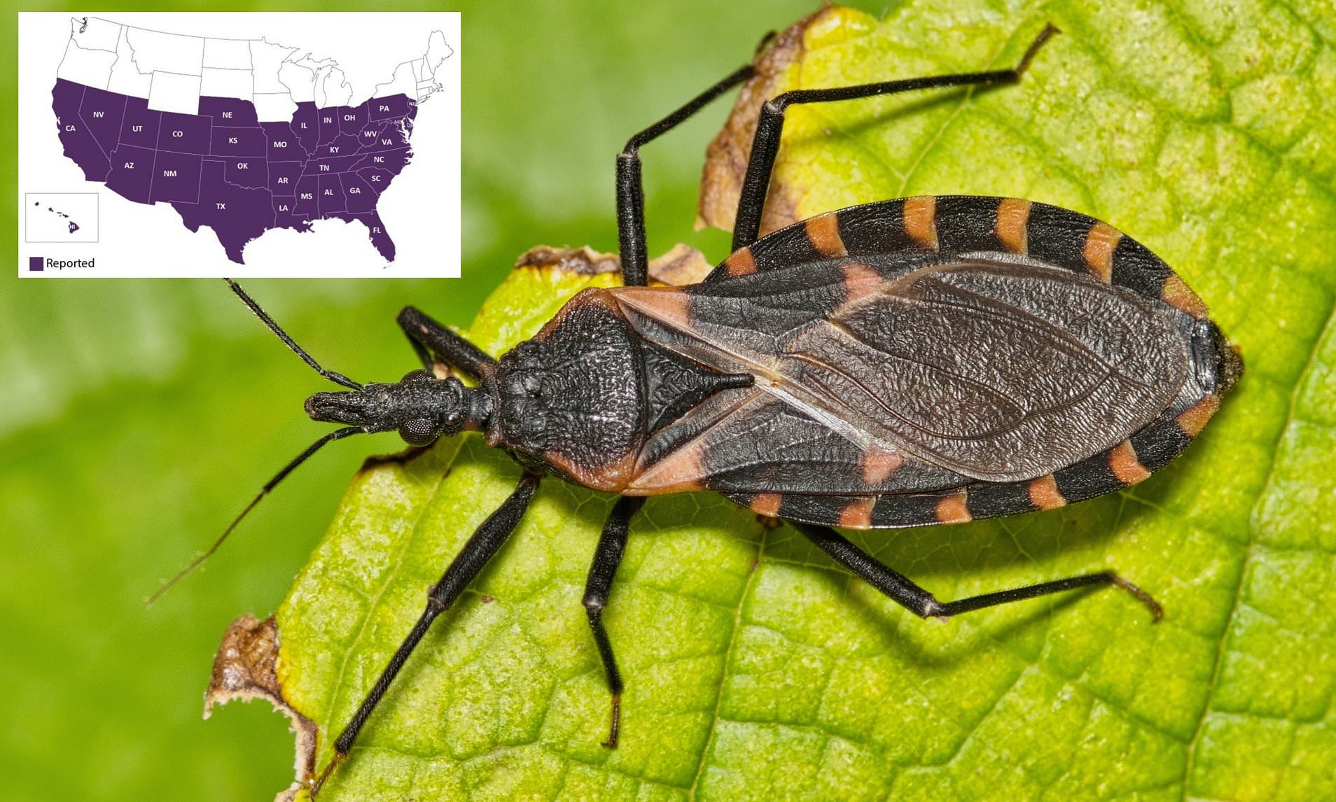 Experts warn parasites are 'feeding on humans' in the US and transmitting deadly disease