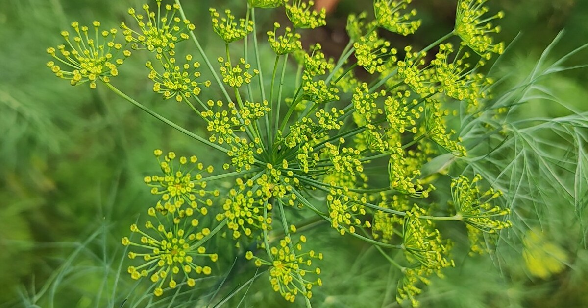 10 Reasons You Should Be Growing Dill By Your Front Door