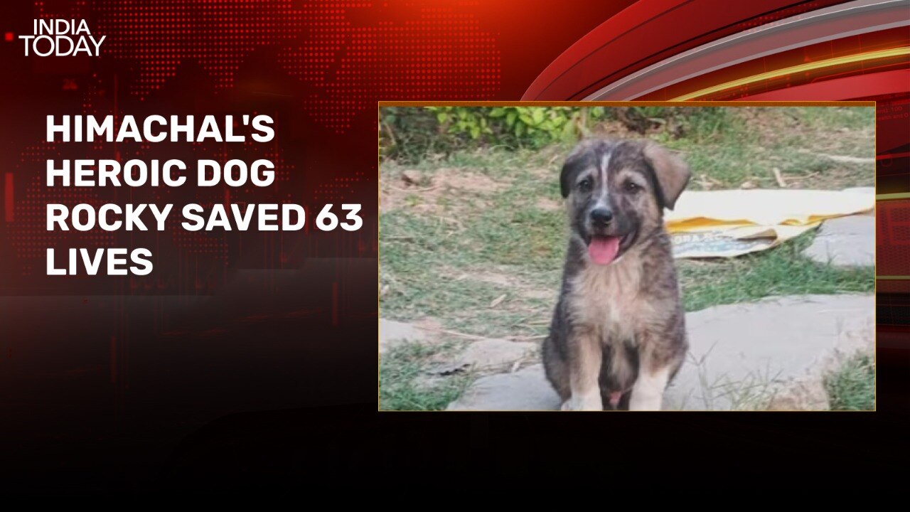Hero dog saves 63 lives during Himachal Pradesh flash floods