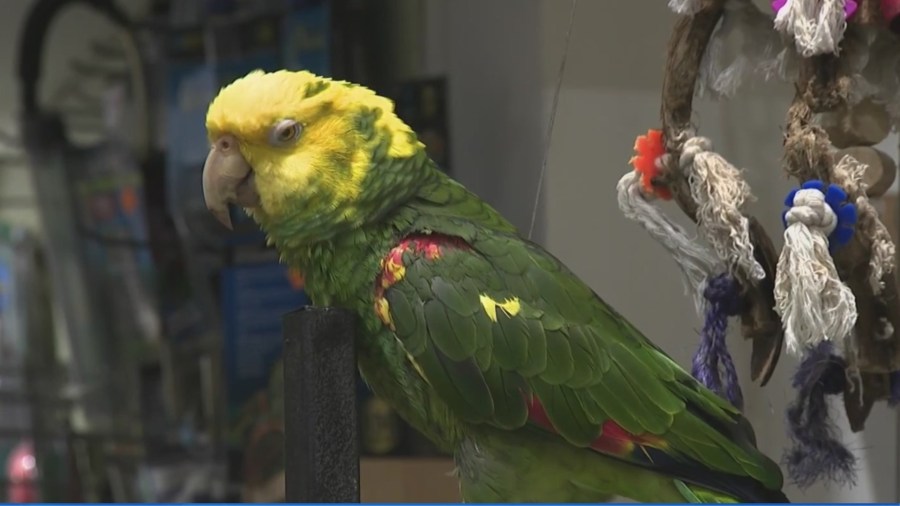 Is It Illegal to Feed Birds in NY: What You Need to Know Now