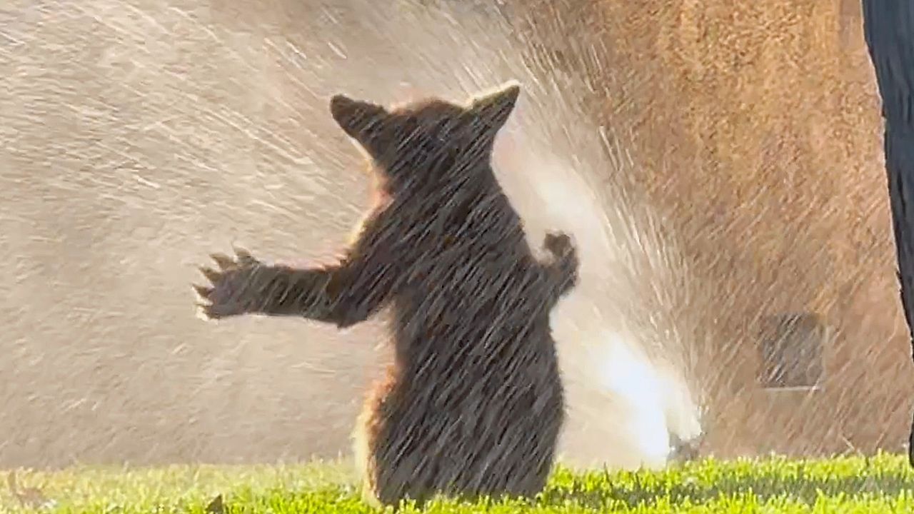 Rasensprenger entdeckt: Kleiner Bär tobt sich vor Haus in Kalifornien aus