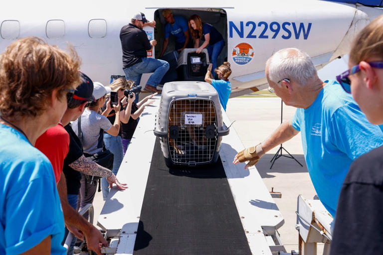 Animals from flood-ravaged Texas Hill Country land in Fort Worth for