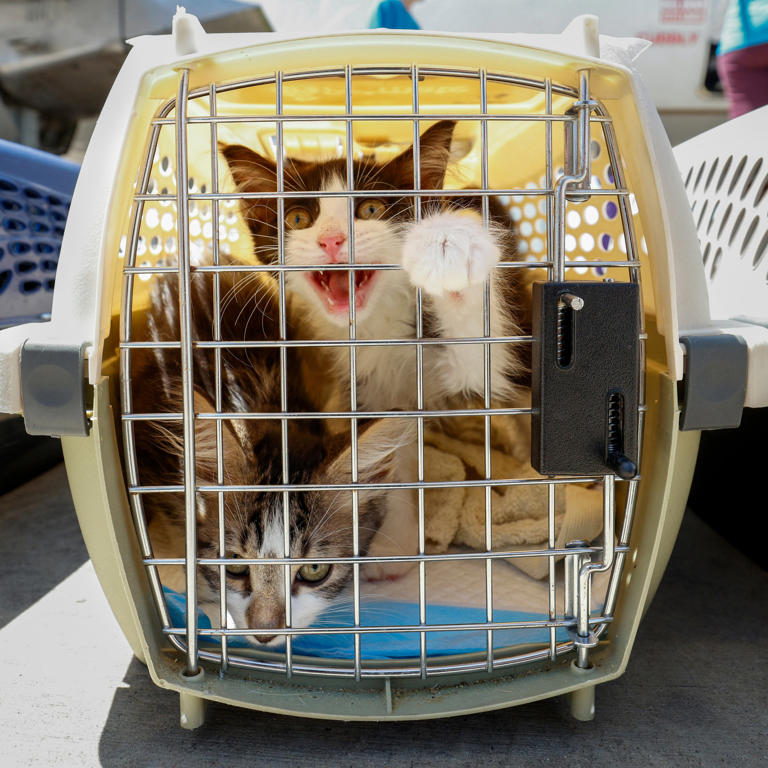 Animals from flood-ravaged Texas Hill Country land in Fort Worth for