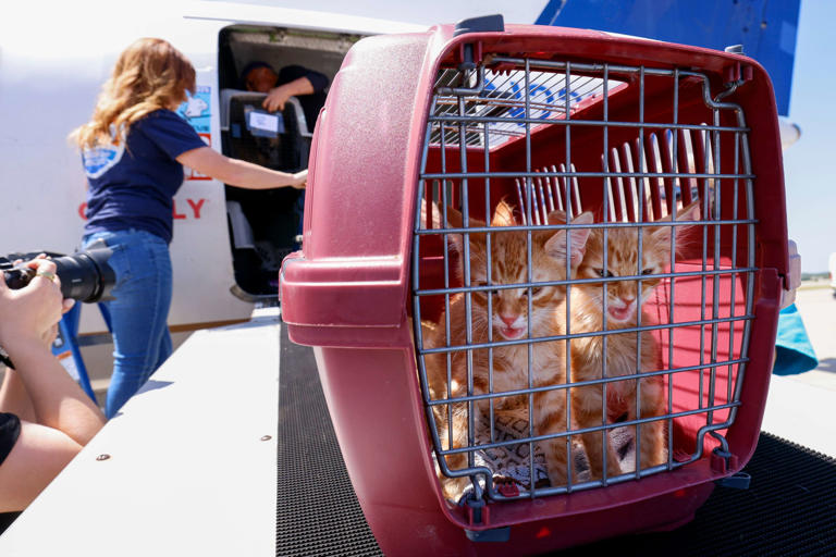Animals from flood-ravaged Texas Hill Country land in Fort Worth for
