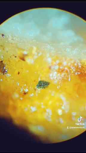 Exploring Macaroni with Chicken Strips Under a Microscope
