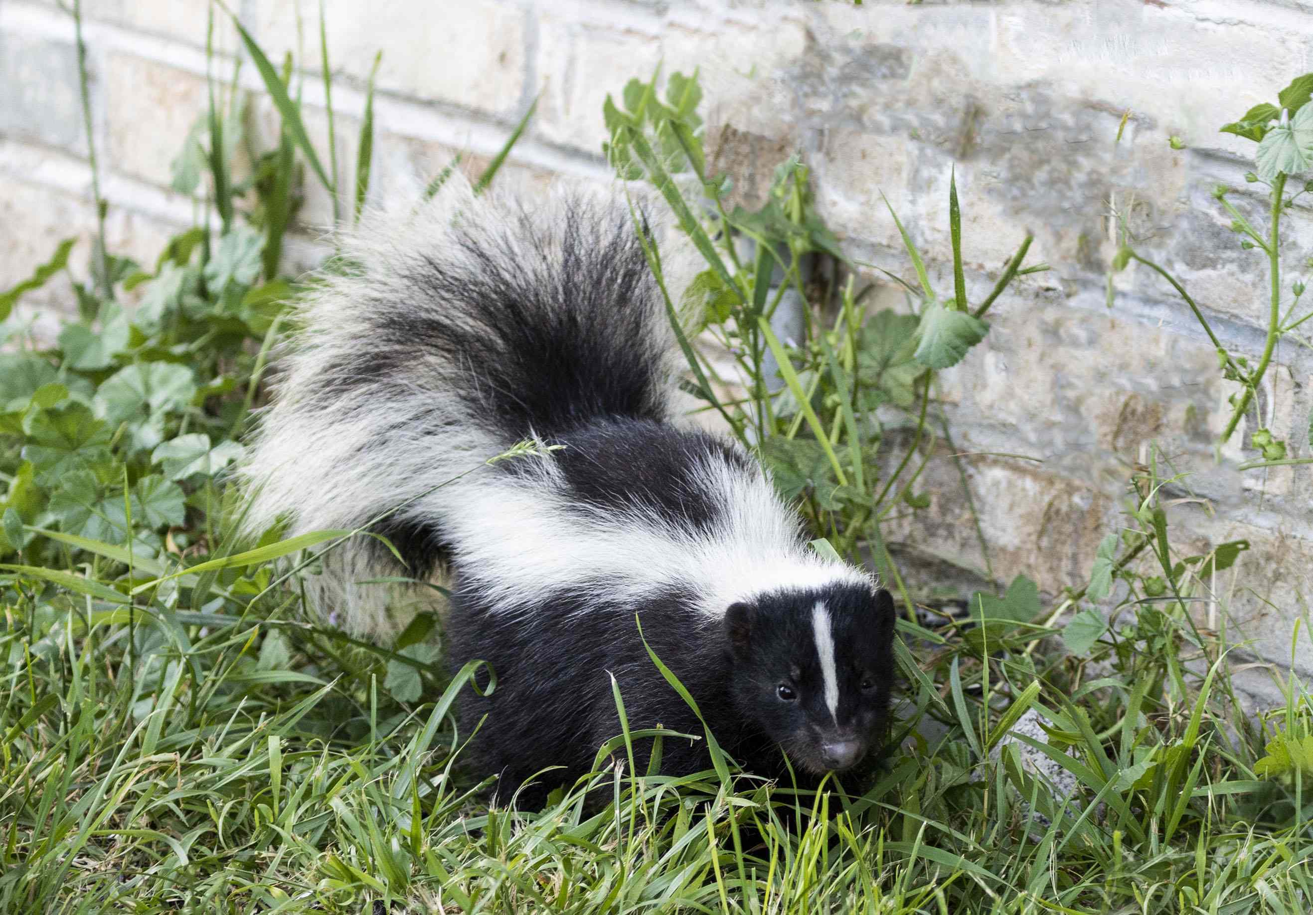 Do mothballs really repel skunks? Pest pros say the answer is simpler ...