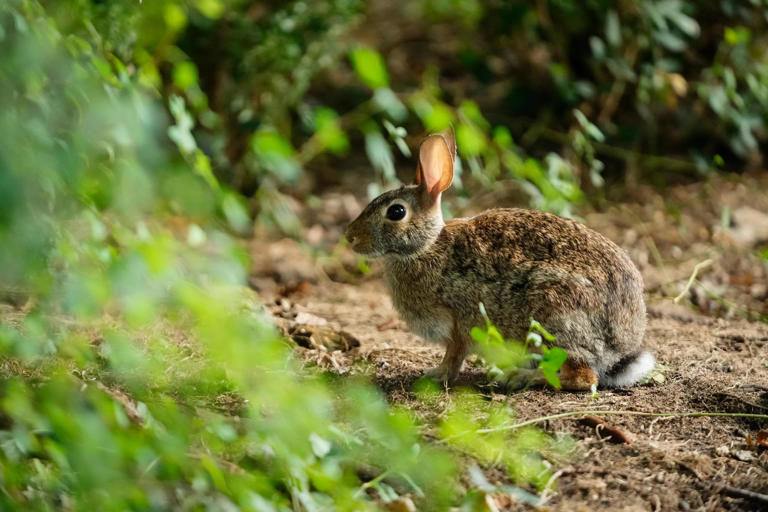 'Frankenstein rabbits' emerging with black horns on face, neck. Are ...