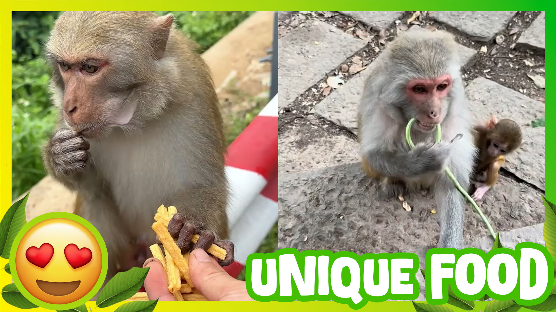 Meet This Unique Monkey 🐵 | Special Personality & One-of-a-Kind Moments