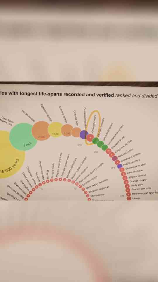 Greenland Shark: Unlocking Secrets of a Toxic Predator