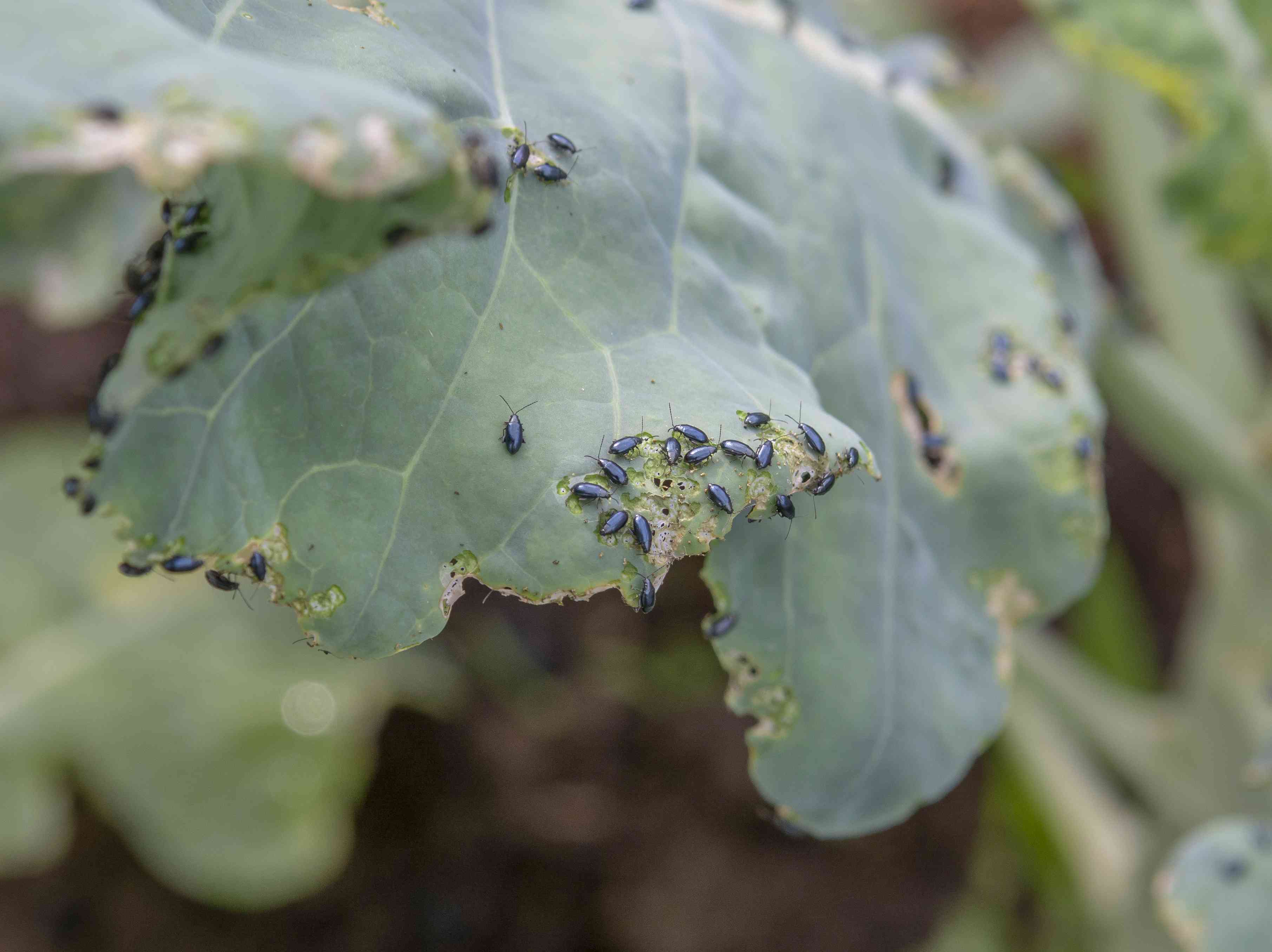 How to get rid of flea beetles before they destroy your plants