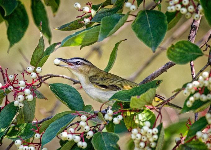 Plant native trees that attract birds