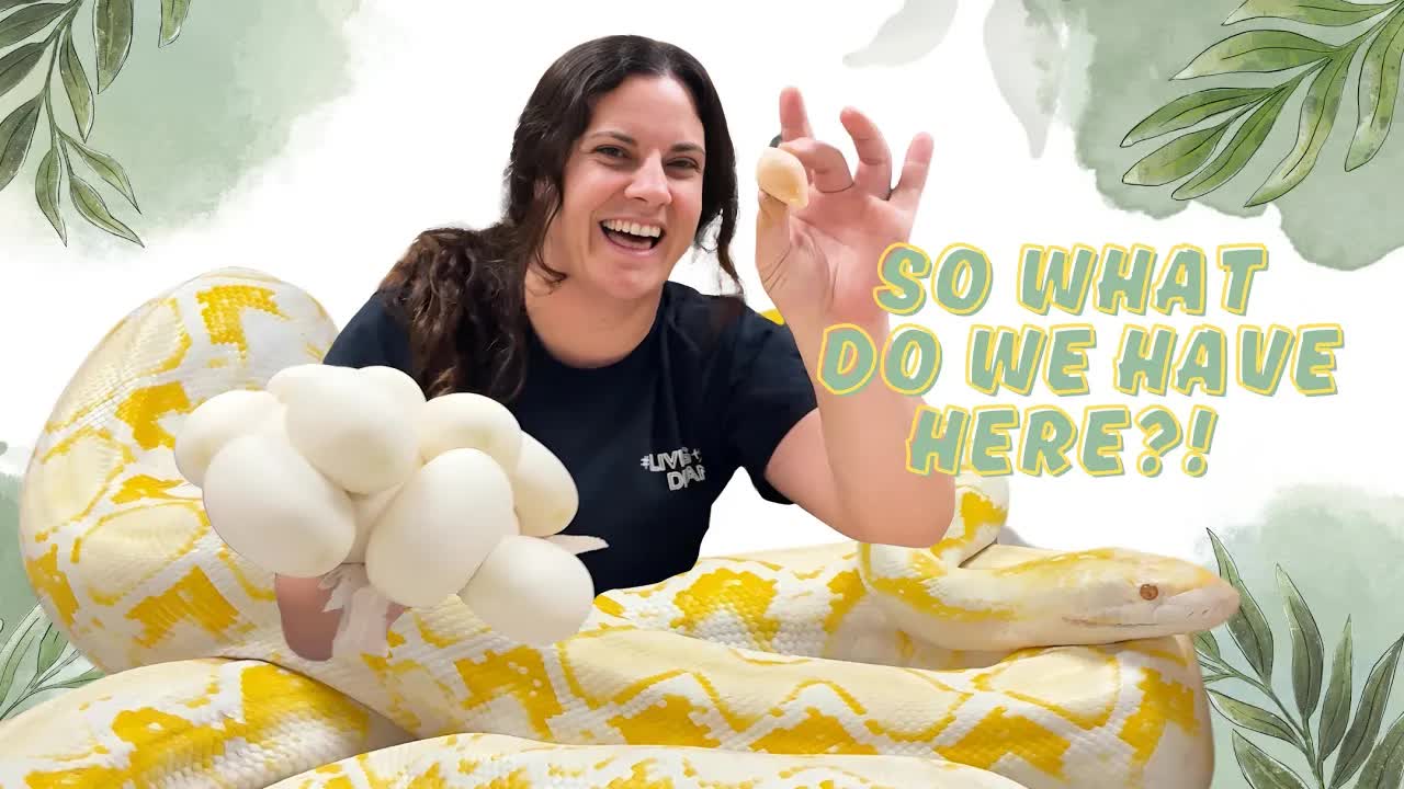 Albino reticulated python lays eggs! Reptile care and egg check