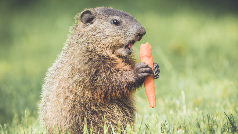 How Do You Keep Woodchucks Out of Your Garden: Proven Tips