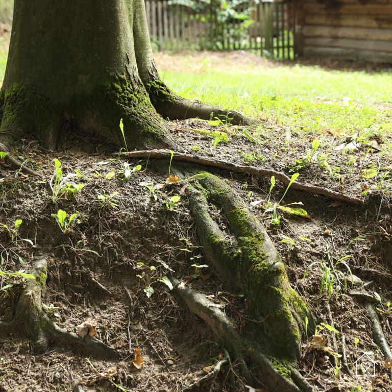 7 hidden problems in your backyard you should fix before your next DIY ...