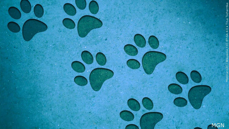 Pet safety during holidays requires extra vigilance, experts say - Preventing Canine Acetaminophen Poisoning During The Holidays