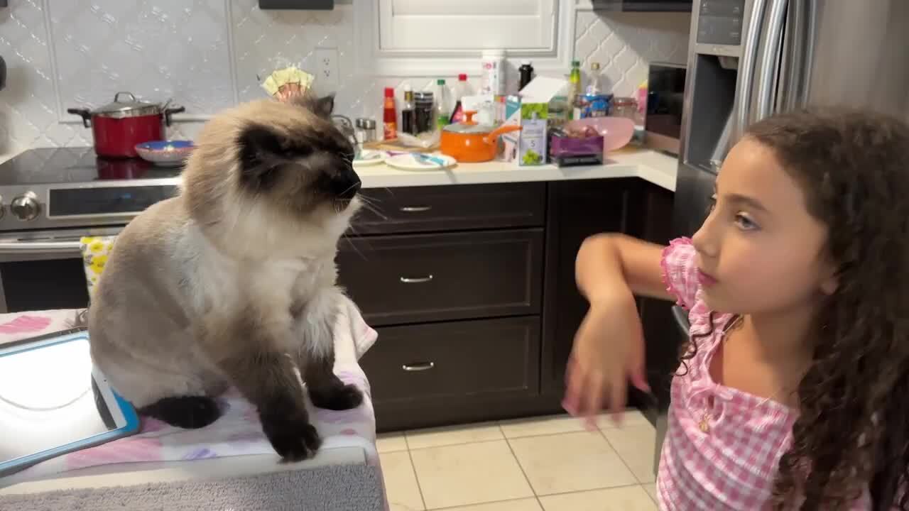 Cat Plays High Fives With Girl
