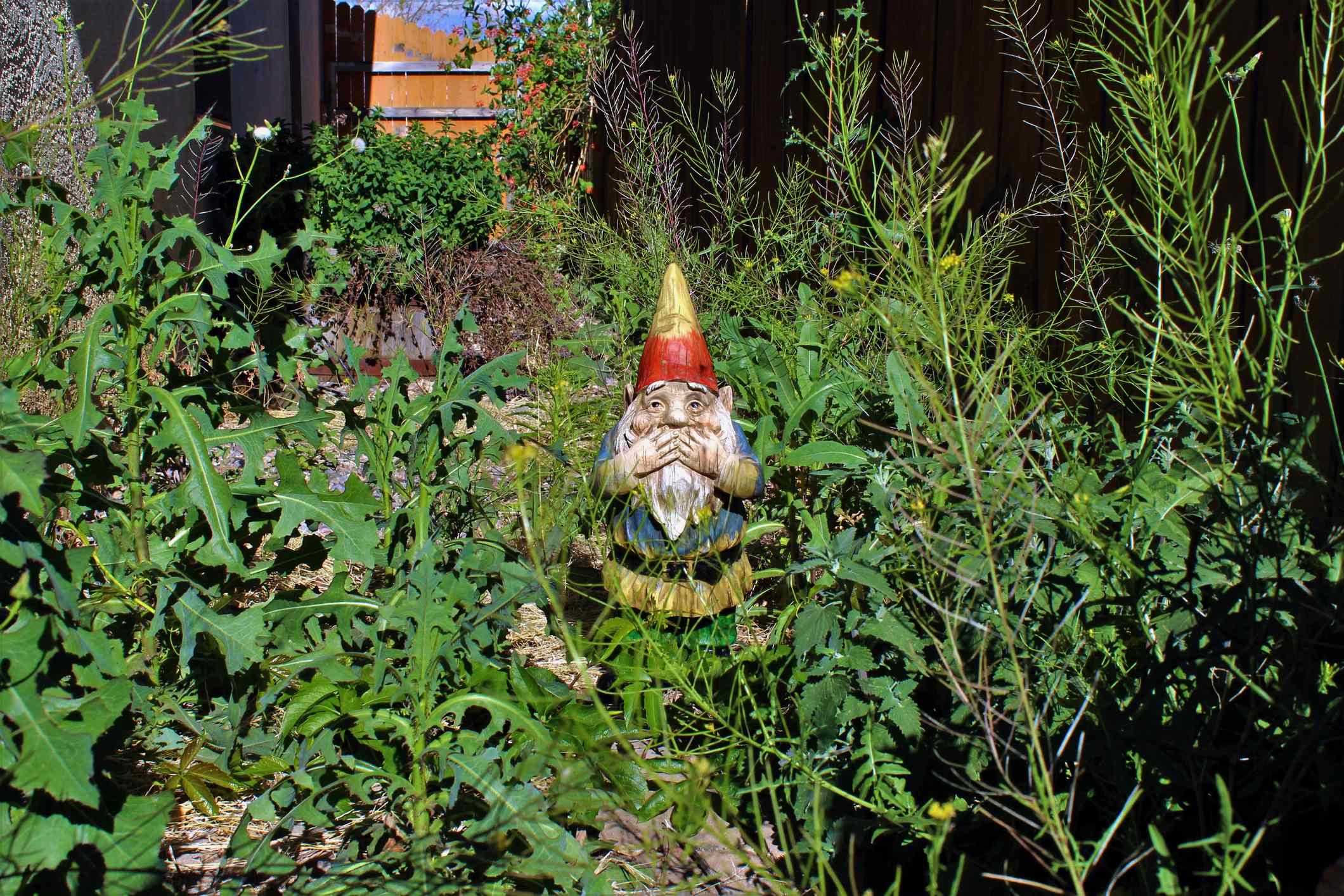 How to stop your neighbor’s invasive weeds from taking over your yard