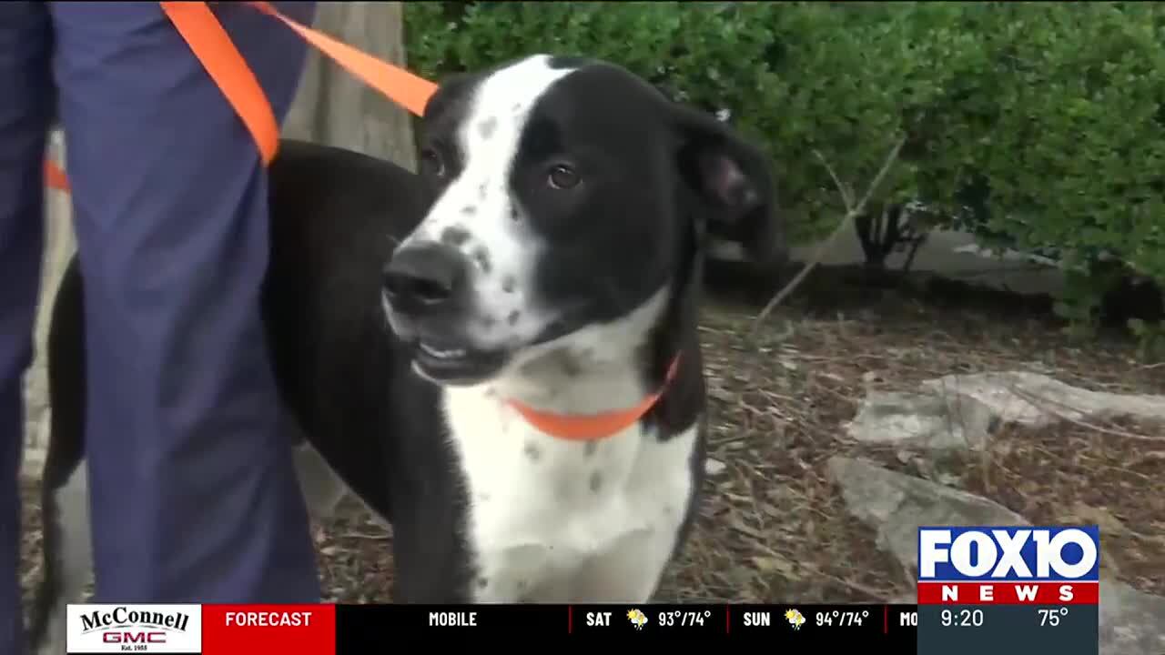Mobile’s mayor gives update on new animal shelter and services