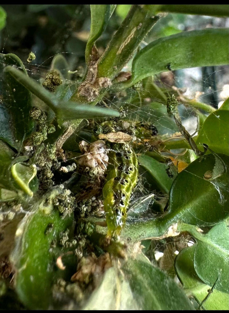 Damaged boxwood plants? Try these alternatives