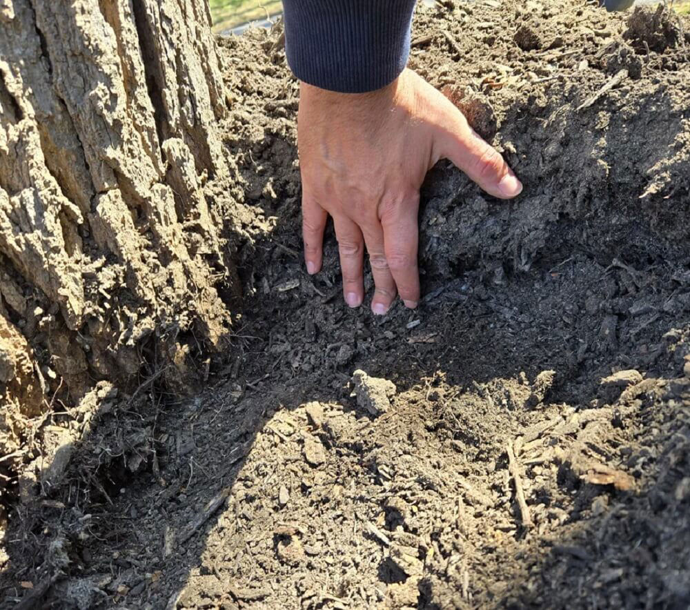 Professional landscaper issues warning over common mistake that can Professional landscaper issues warning over common mistake that can