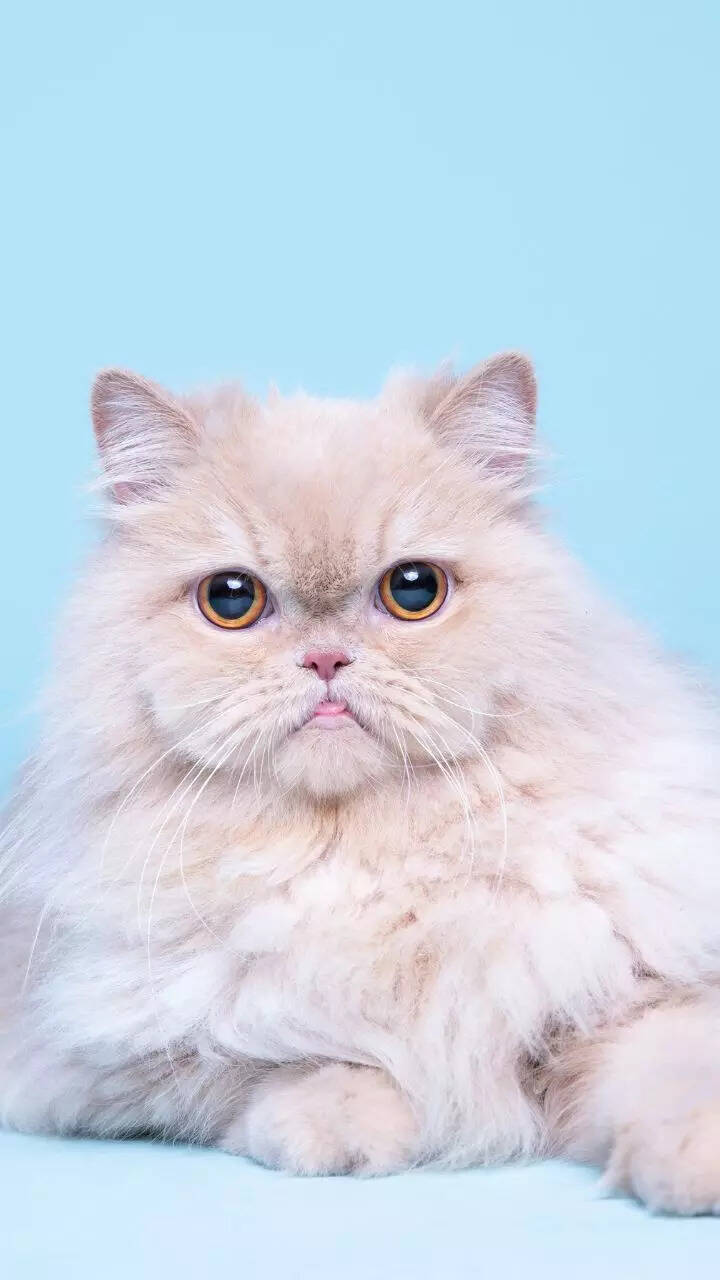 10 things to know before getting a Persian cat