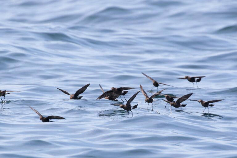 Out-of-range albatross makes a highlight in the revival of seabird
