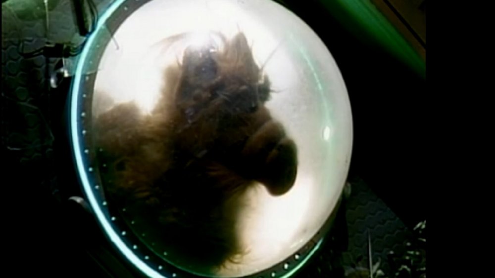 Things Only Adults Notice In ALF