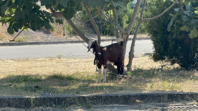 Belde merkezinde küçük ve büyükbaş ile kanatlı hayvan beslemek yasaklandı