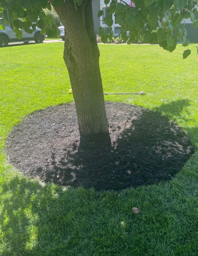 Homeowner warned against common lawn maintenance mistake: 'Would not