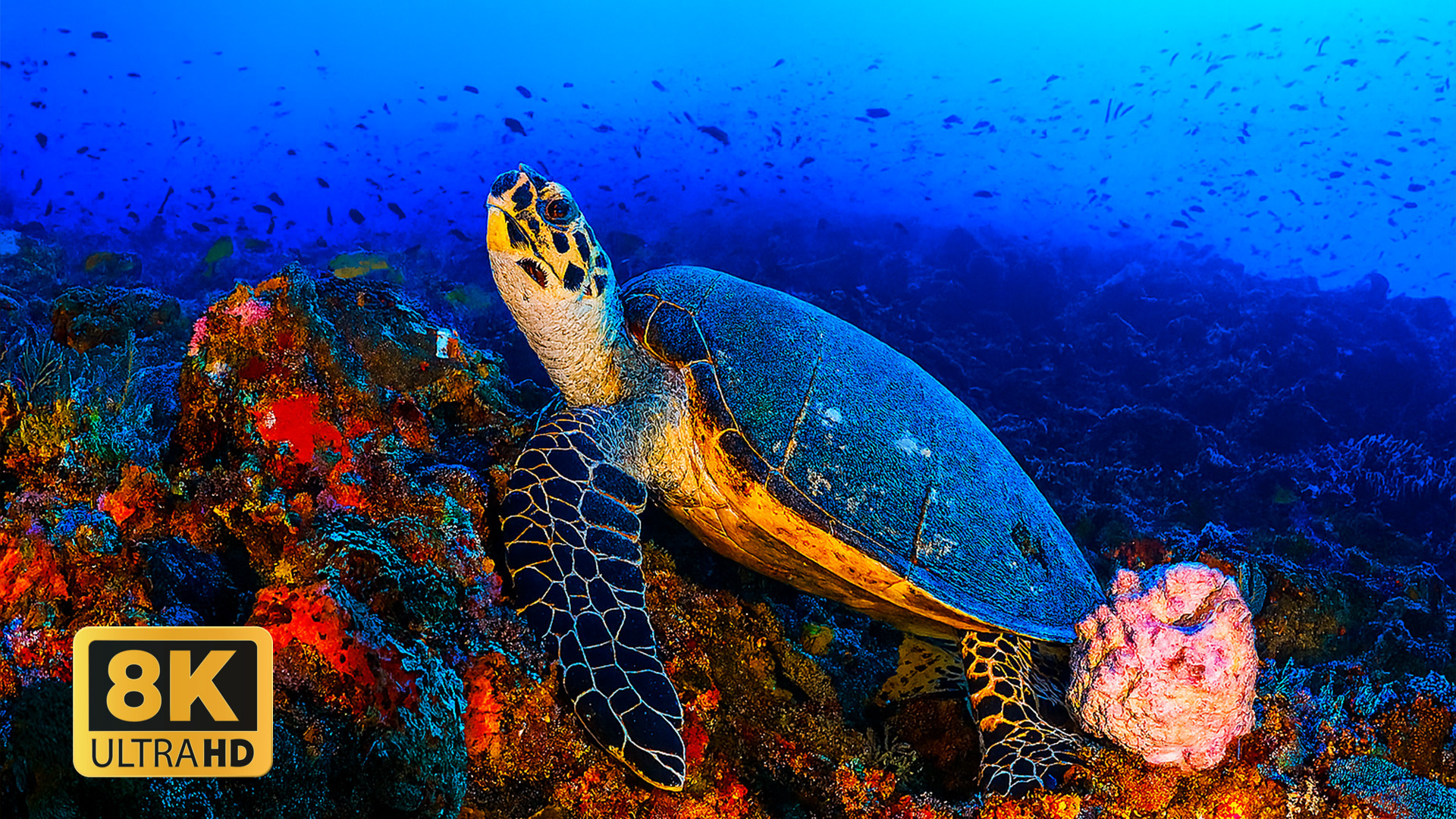 Best Vibrant 16k Ultra Hd Video â 16k Hdr With Dolby Visionâ For 4k