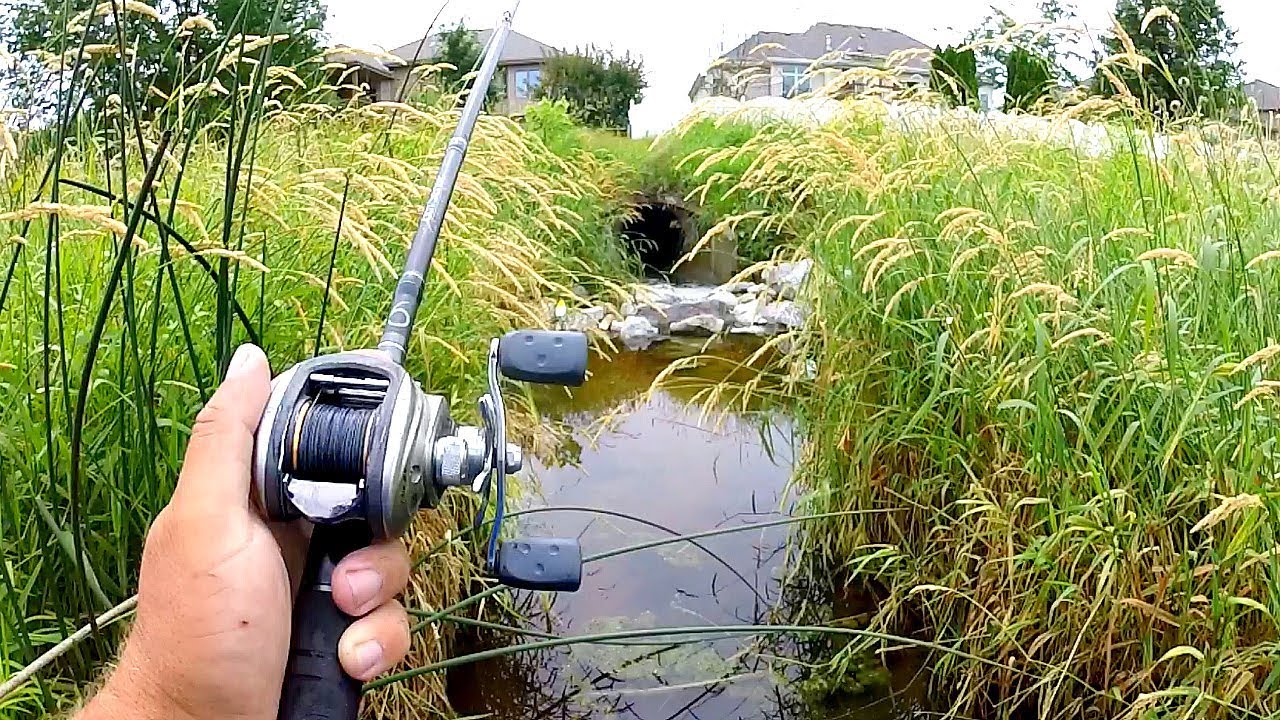 Giant fish appear in a tiny pond beyond belief