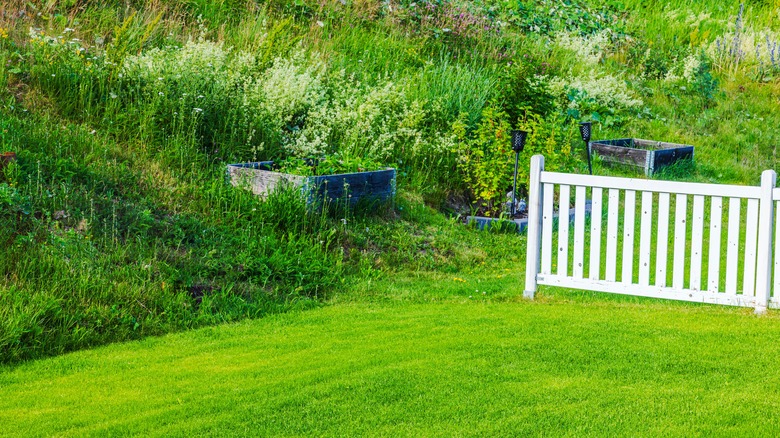 The Yellow Flowering Ground Cover That's Perfect For Your Sloped Yard
