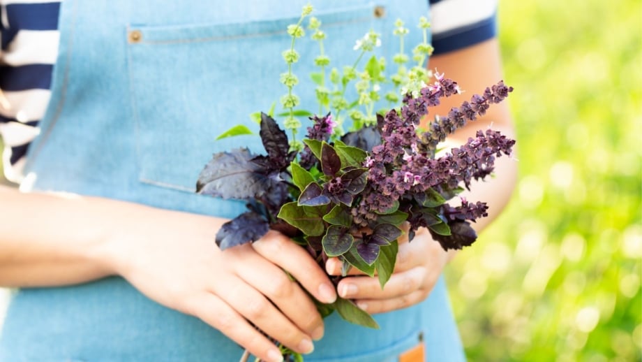 Are Basil Flowers Edible?