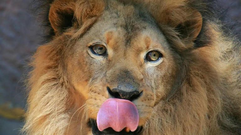5 fascinating animal tongues that do more than just taste