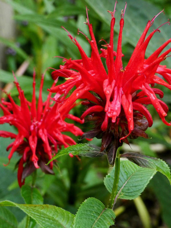 Gardeners Swear By Bee Balm—Here’s How to Keep It Thriving