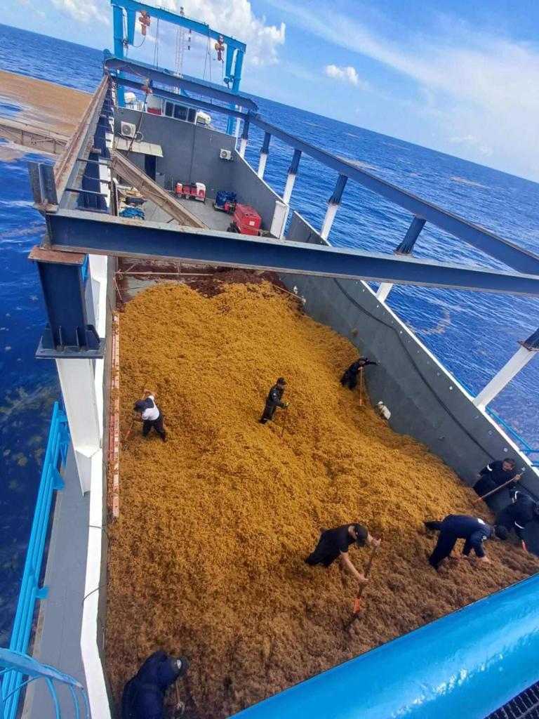 Semar continúa combatiendo el sargazo en playas de Quintana Roo; buque  recolecta 164 toneladas en el mar