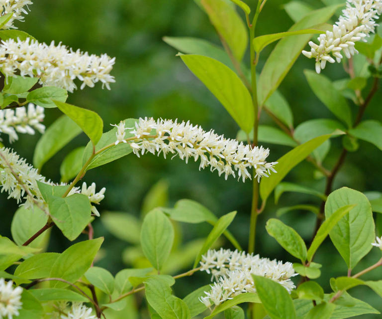 How to grow Virginia sweetspire in pots - for seasonal interest and ...