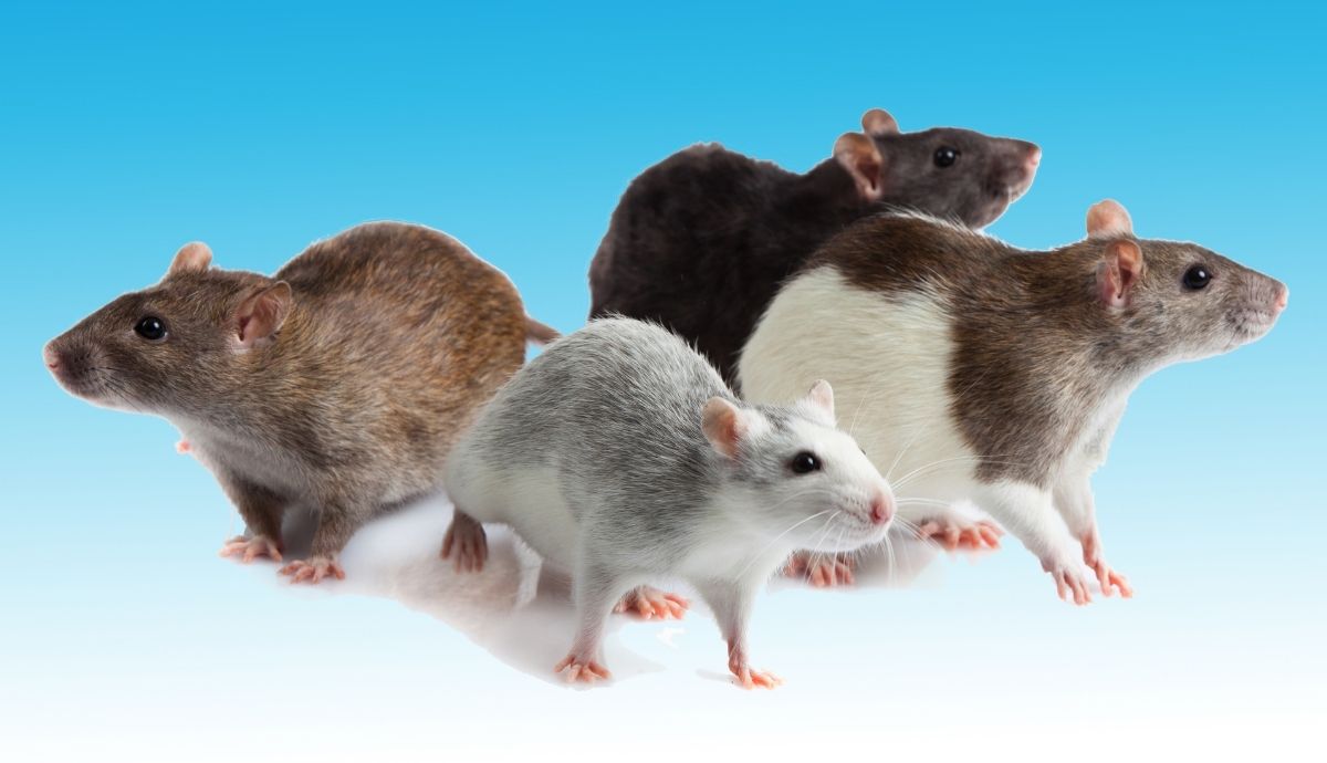 How Long Do Fancy Rats Live?