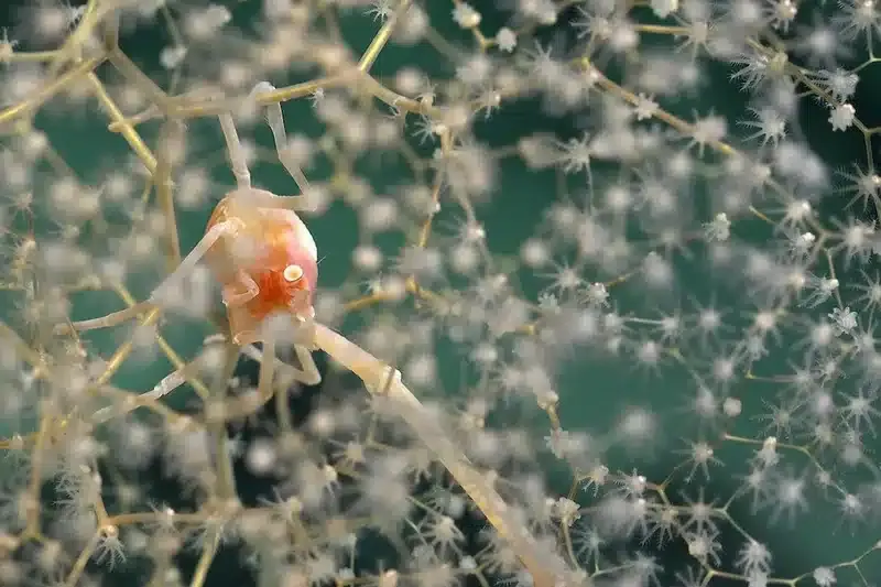A Chrysogorgia Coral And Squat Lobster Pictured Off The Coast Of Motu Motiro Hiva