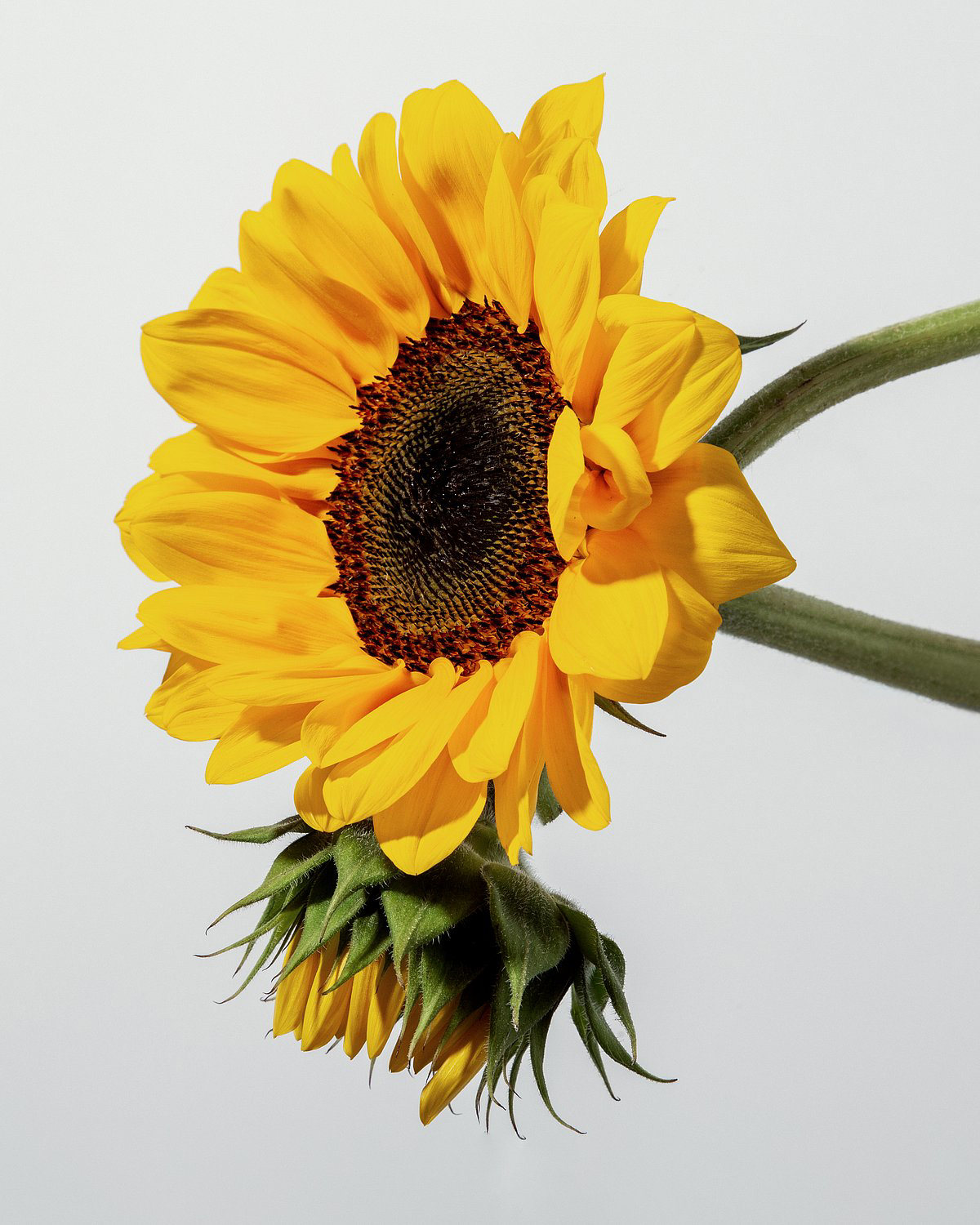 What are the health benefits of moderate sun exposure? What are the health benefits of moderate sun exposure?