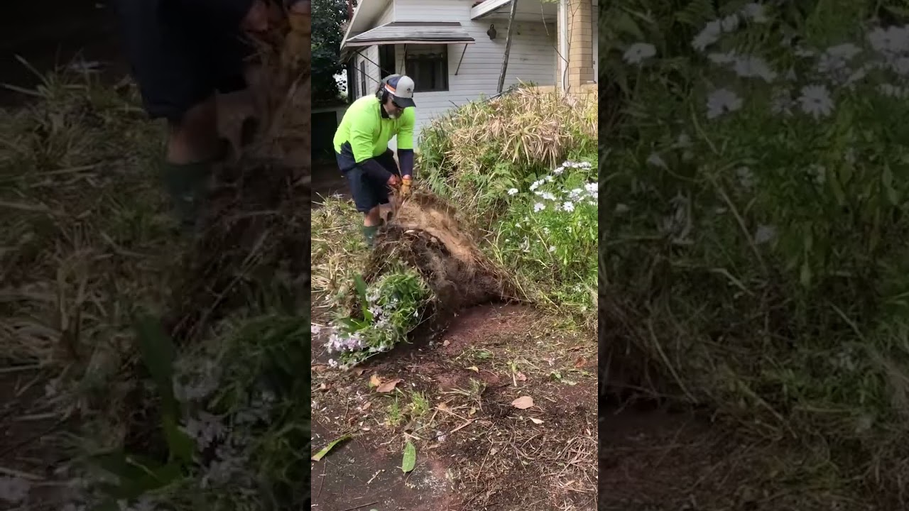 It Almost Swallowed The House