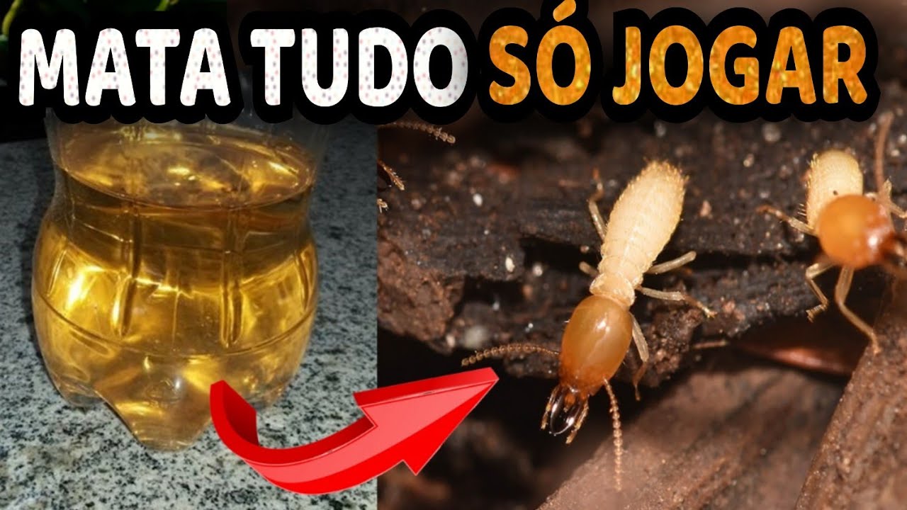 Como Acabar com Cupim Definitivamente — 4 Formas Inteligentes de Matar ...