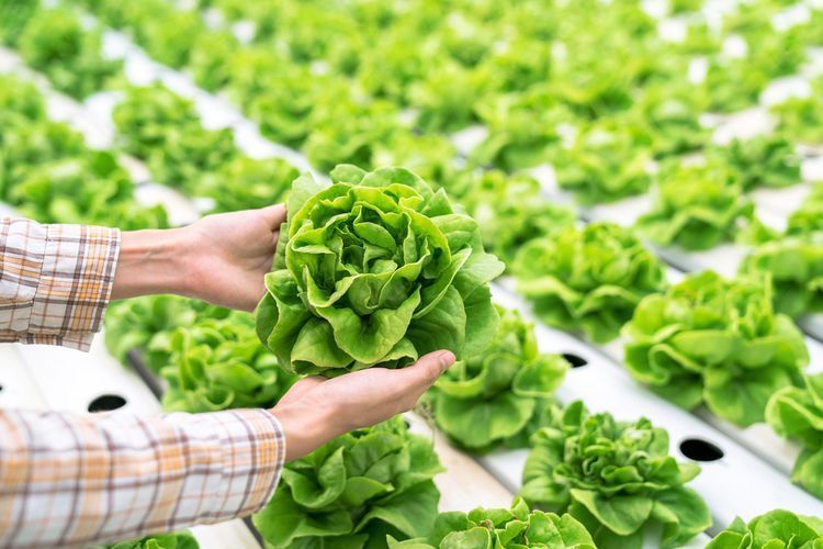 5 Tanaman Sayur yang Bisa Ditanam di Dalam Ruangan Bulan Desember