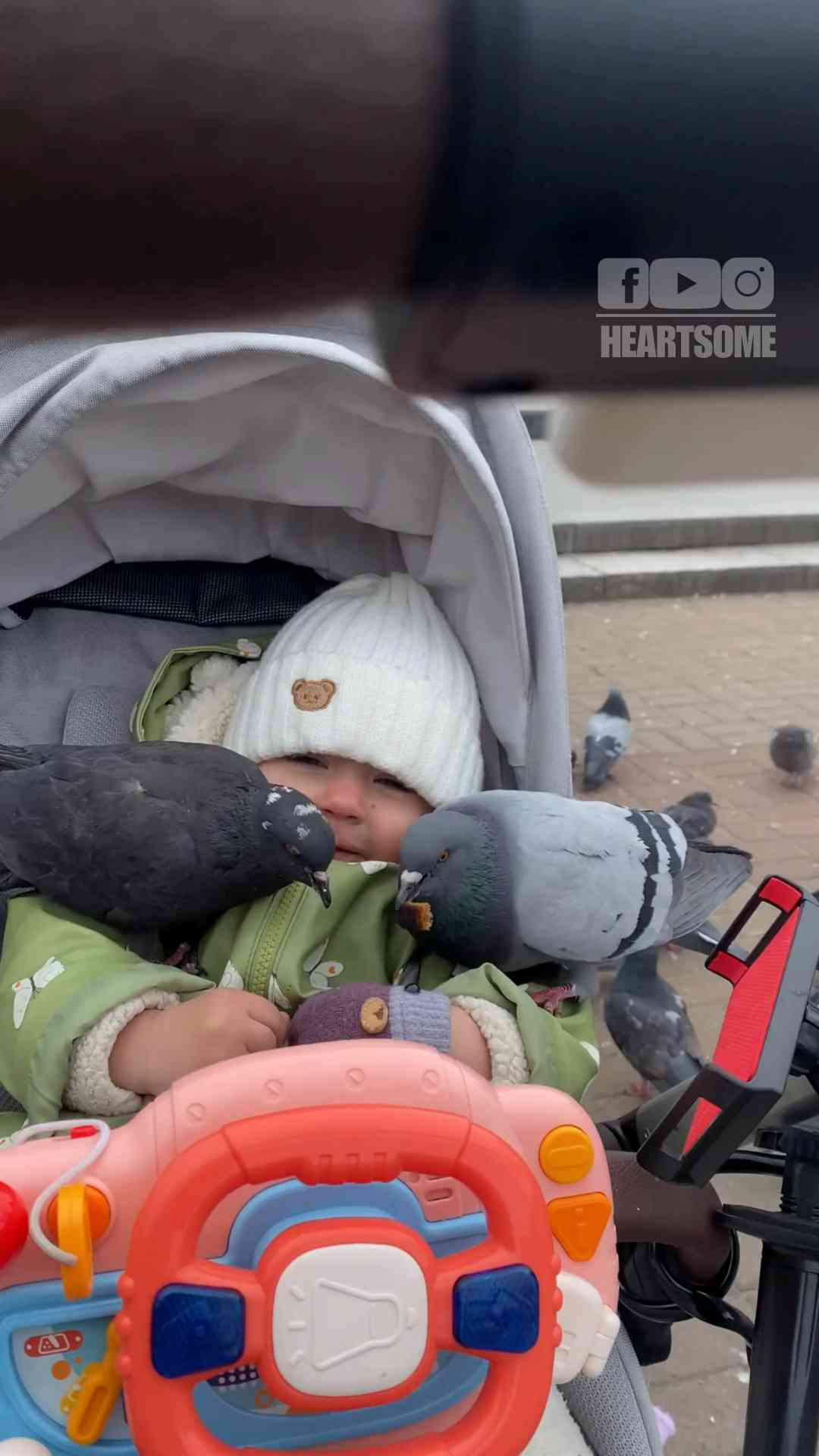 Baby Girl Has a Delightful Time Watching Pigeons Up Close During a Baby Girl Has a Delightful Time Watching Pigeons Up Close During a