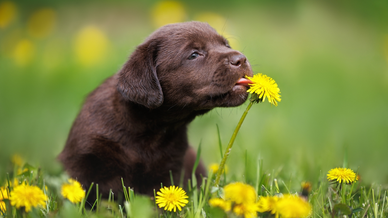 Picture of Never Let Your Dog Eat These Weeds