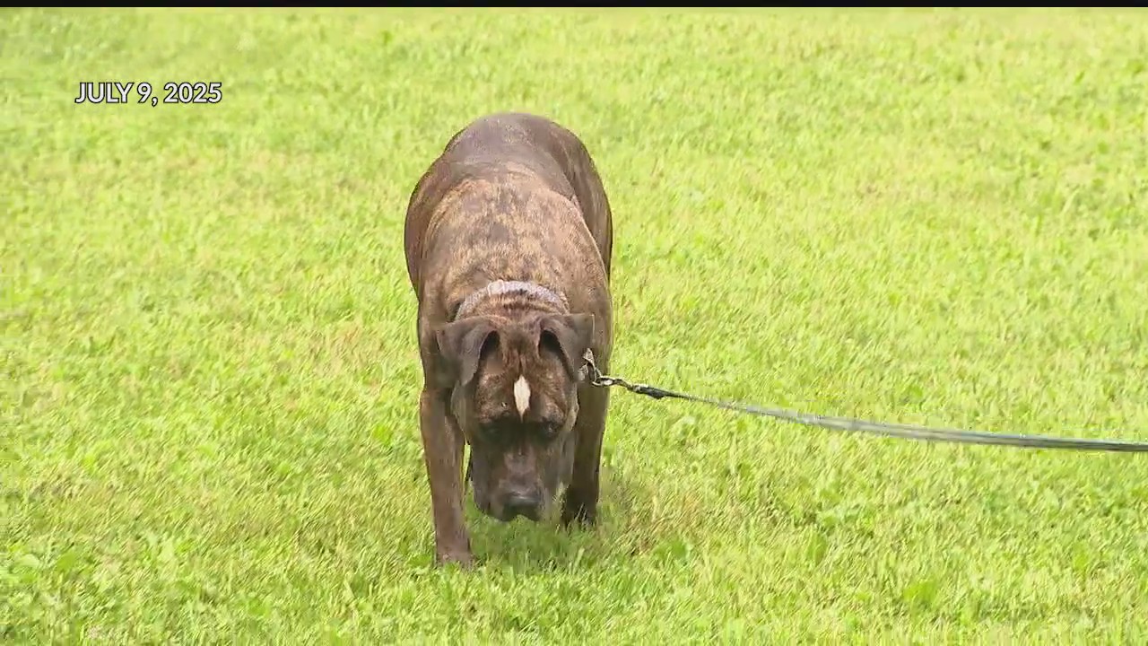 Dog finds forever home after waiting 7 years to get adopted