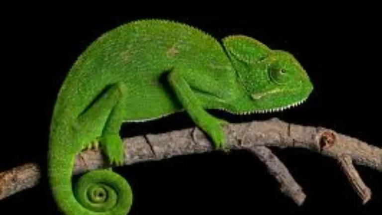 15 colour changing reptiles you didn't know about